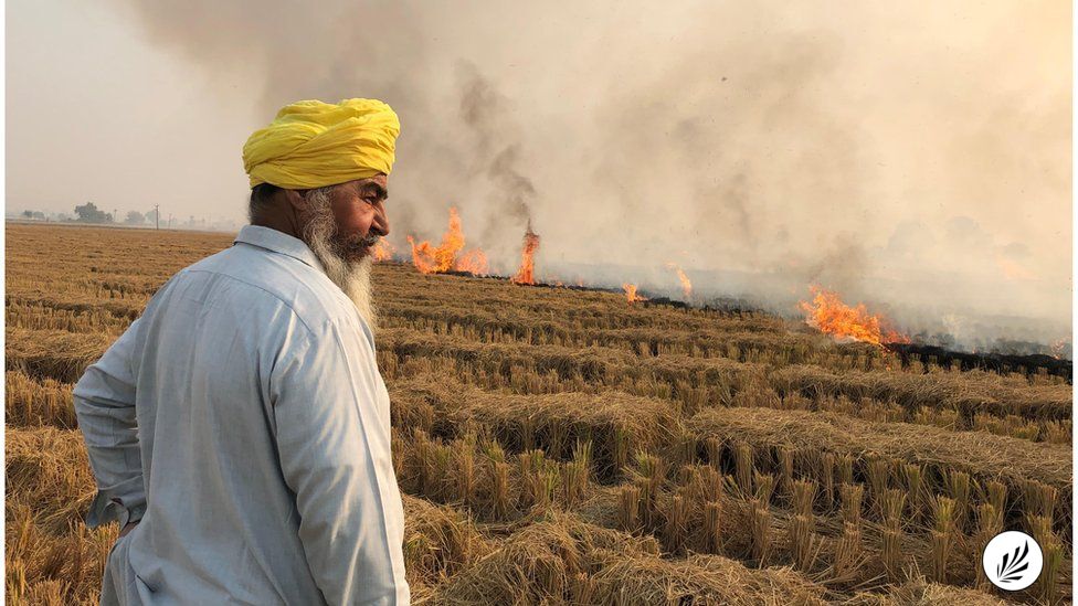 Stubble_Burning_India_Indian_Farmers_Wheat_Paddy_Crops_cropburning_Punjab
