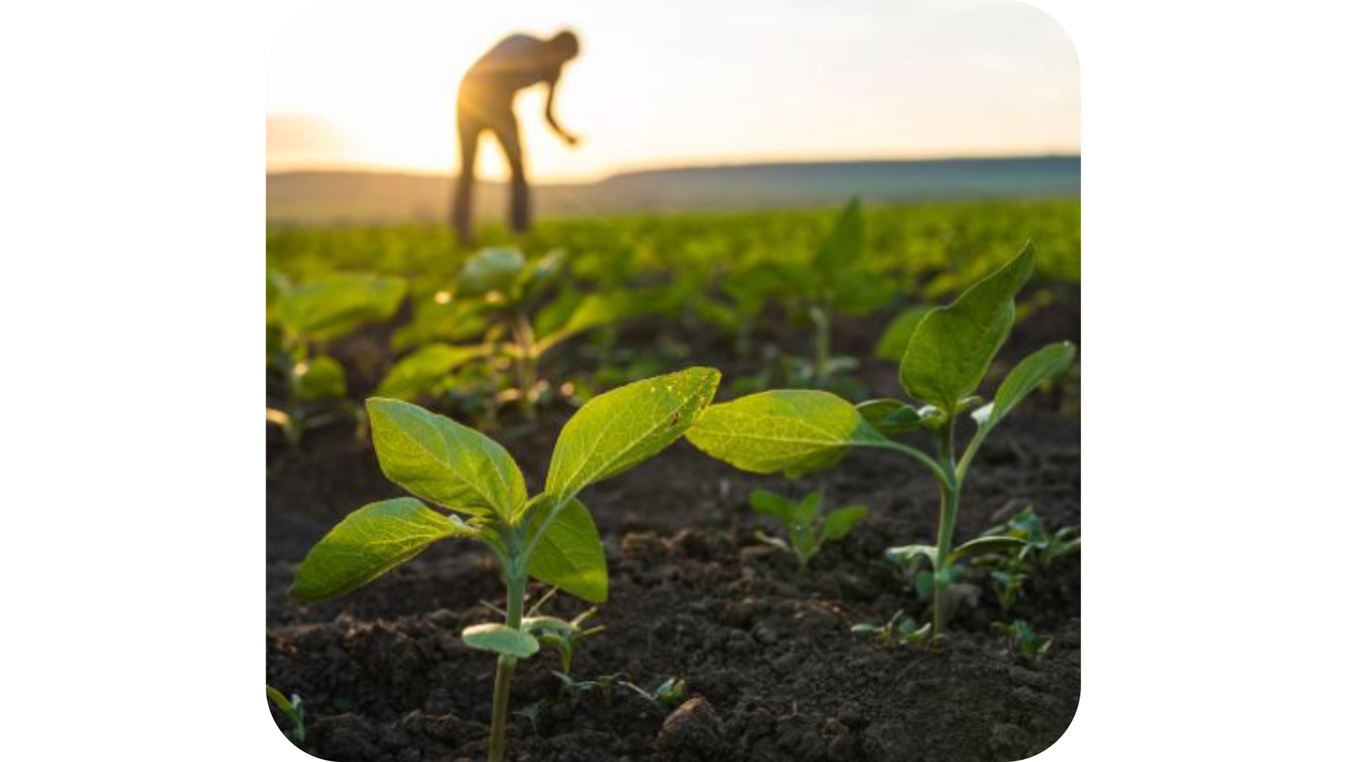 Farmer working in a wheat field with young plants at sunset - source of Cyclups Plantastiq PLQ material